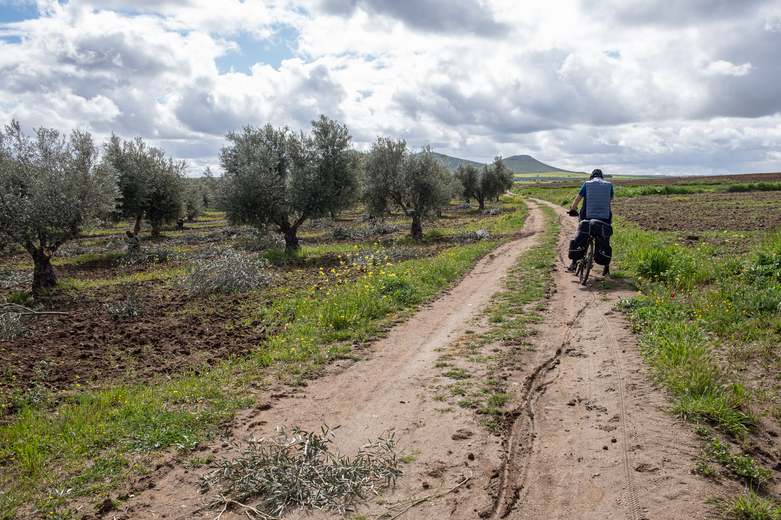 Sandiger Feldweg zwischen Olivenbäumen